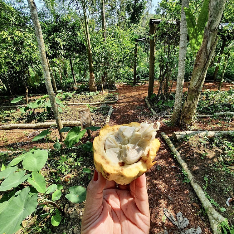 Plantação de cacau na Fazenda Bananal