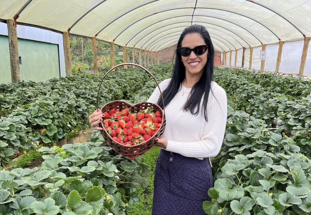 Colheita de morango no Dom Douro Agroturismo